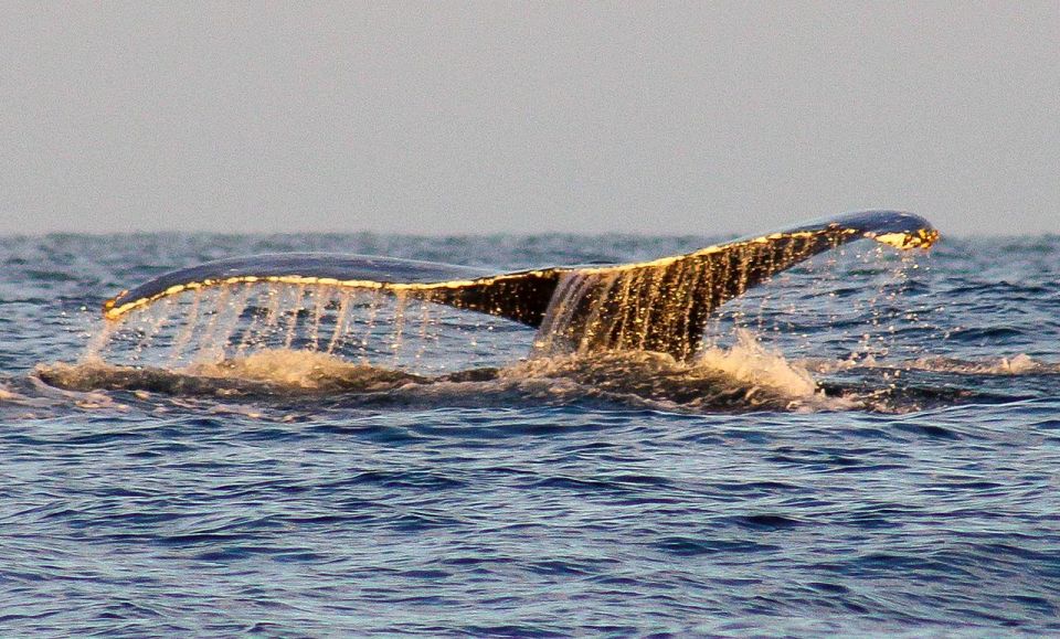 San Jose del Cabo Sunset Whale Watching - San Jose del Cabo at Sunset: What This Trip Is Really About