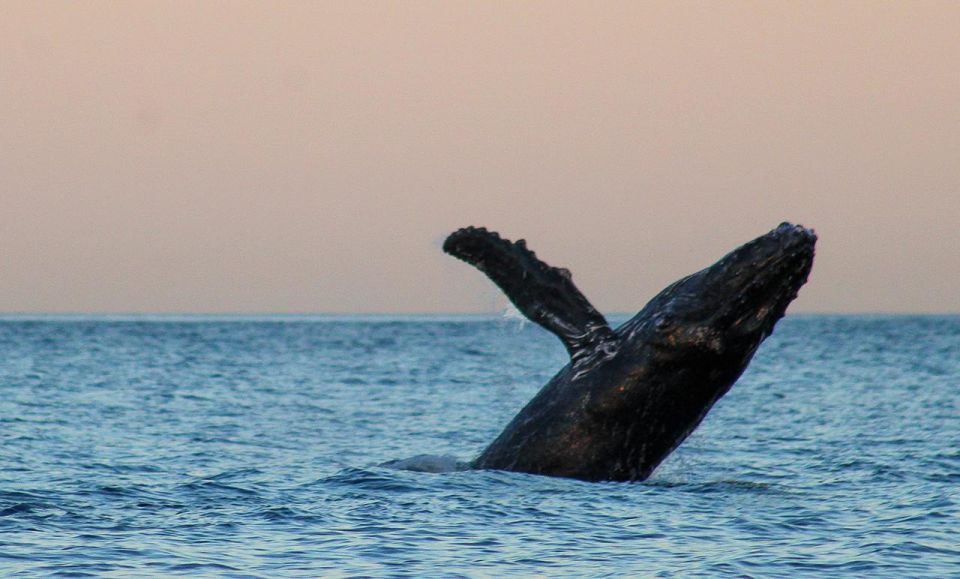San Jose del Cabo Sunset Whale Watching - Meeting Point and Getting There Without Stress