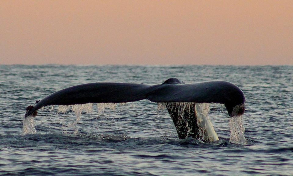 San Jose del Cabo Sunset Whale Watching - On Board Comfort: Shade, Cushions, and a Hydrophone Moment