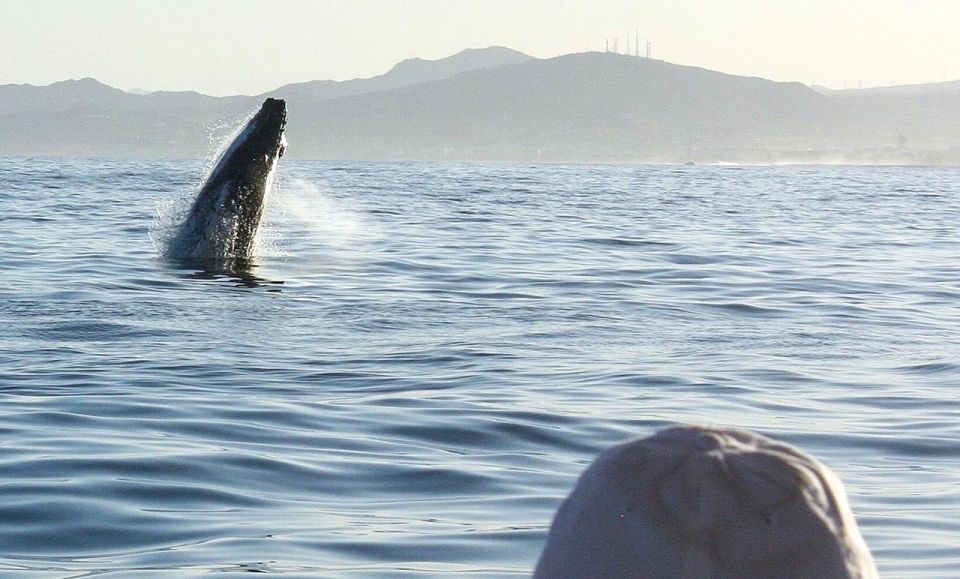 San Jose del Cabo Sunset Whale Watching - What You’ll Do During the Tour (Step-by-Step, Without the Fluff)