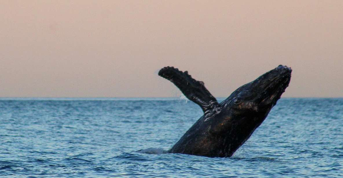 San Jose del Cabo Sunset Whale Watching - Price and Value: Is $100 Reasonable?