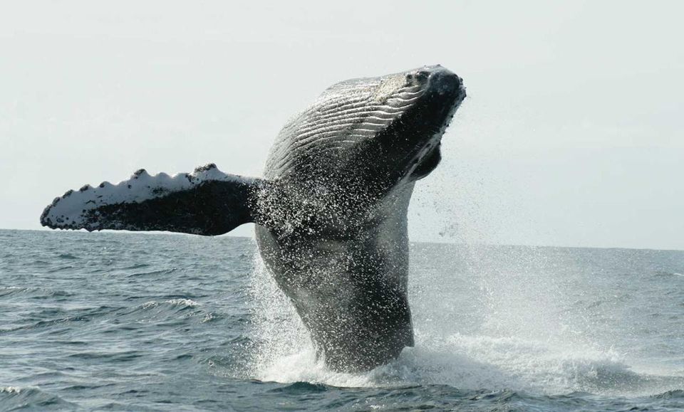 San Jose del Cabo Whale Watching - Key things that make this whale watch worth your time