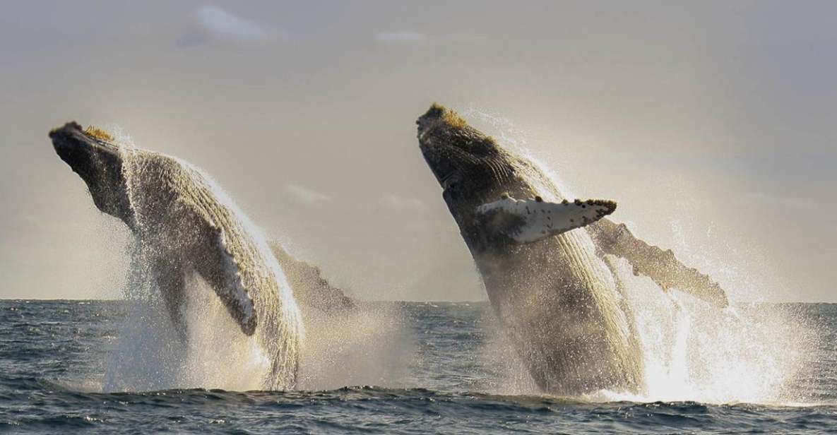 San Jose del Cabo Whale Watching - Whale season timing: when humpbacks and gray whales show up