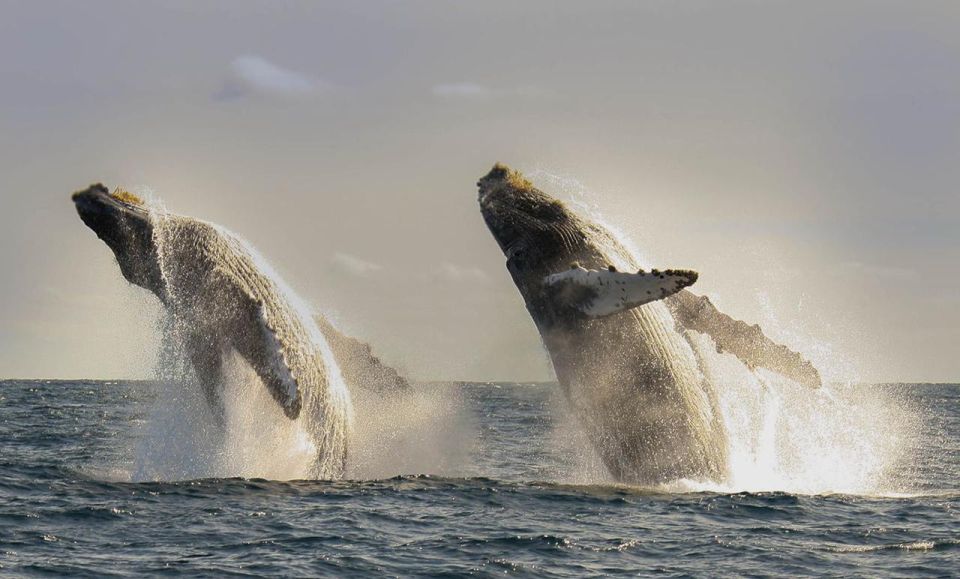 San Jose del Cabo Whale Watching - The pre-boat moment: safety briefing, life jackets, and snacks (maybe)