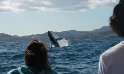 San Jose del Cabo Whale Watching - Getting to the marina: Callejon Pez Sierra 5 to Puerto Los Cabos