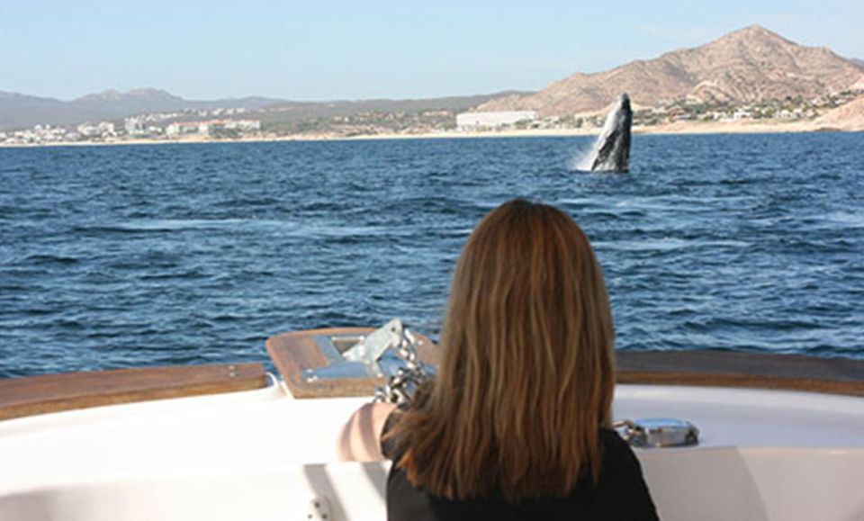 San Jose del Cabo Whale Watching - Two hours on the water: small boat time with hydrophone listening