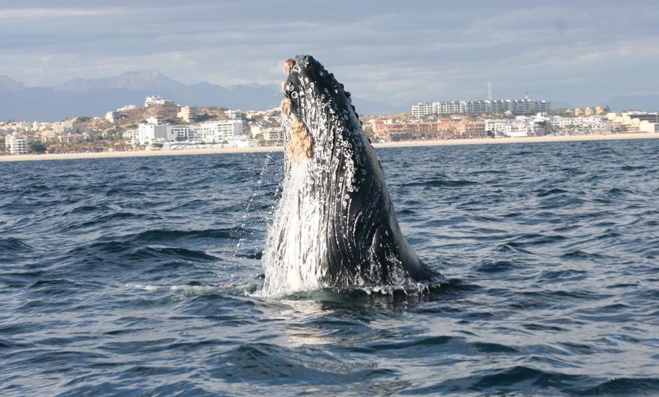 San Jose del Cabo Whale Watching - Free photos: how the photo service fits into a whale-watching day