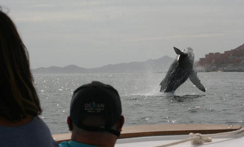 San Jose del Cabo Whale Watching - Price and value: does $95 make sense for 2 hours?