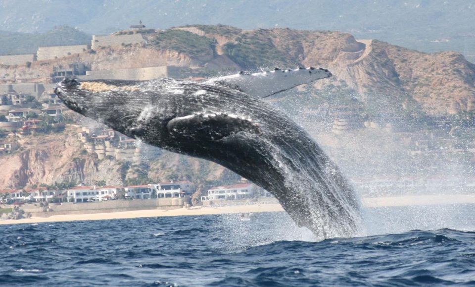 San Jose del Cabo Whale Watching - Who this whale watch suits best (and who should skip)