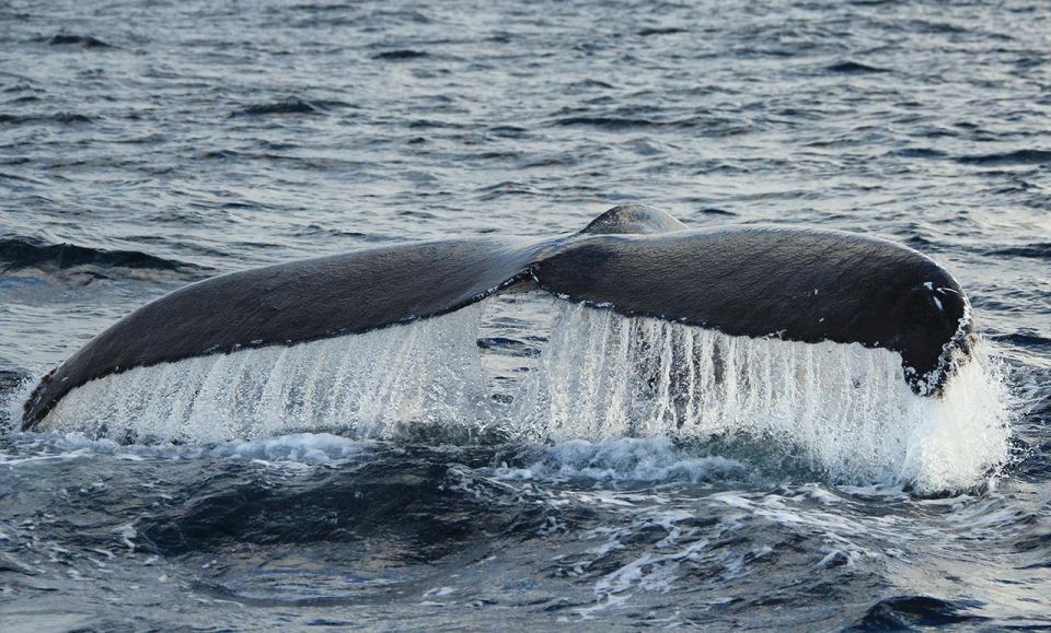 San Jose del Cabo Whale Watching - A note on guide names and crew teamwork