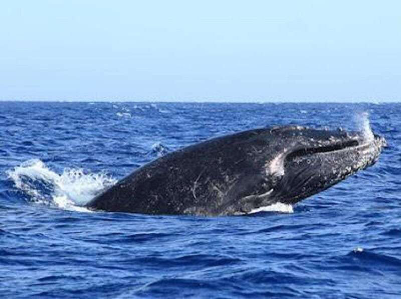 San José del Cabo: Whale Watching Experience - Humpback whales in Baja: why this tour feels magical