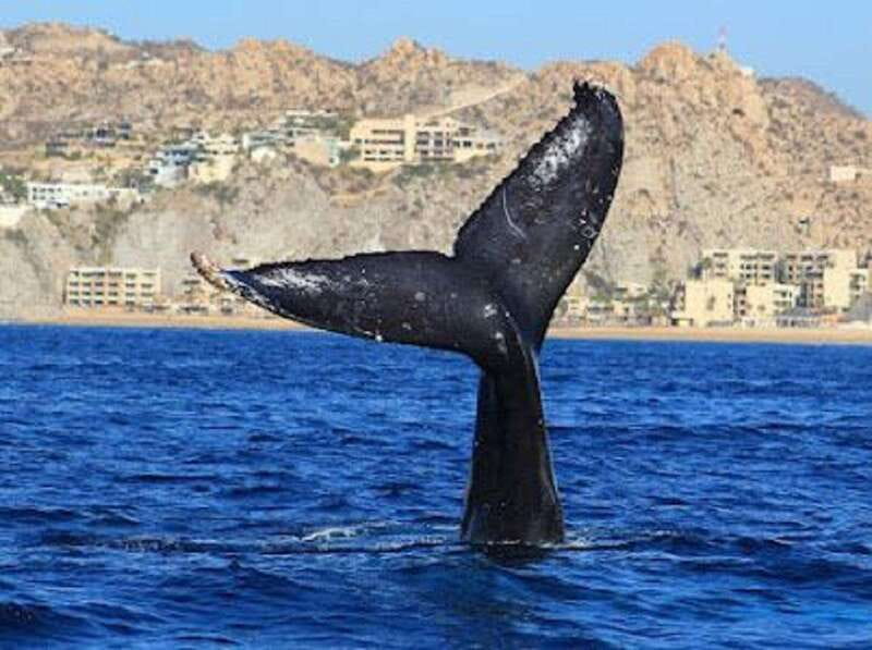 San José del Cabo: Whale Watching Experience - Meeting at Open Water Expeditions and getting set for 2 hours on the water