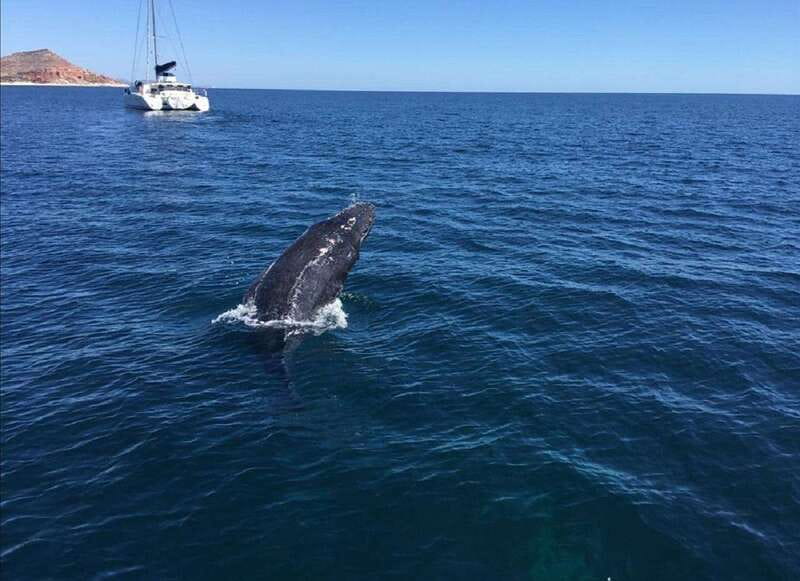 San José del Cabo: Whale Watching Experience - How the crew makes whale watching better without bothering the whales