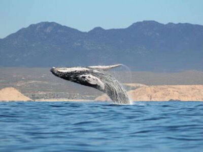 San José del Cabo: Whale Watching Experience - The San José del Cabo route: how the time works and what you’ll actually look for