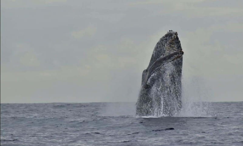 San José del Cabo: Whale Watching Experience - Who should book this and who should skip it