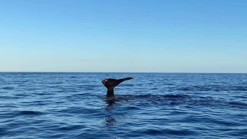 San José del Cabo: Whale Watching Experience - Should you book the San José del Cabo whale watching experience?