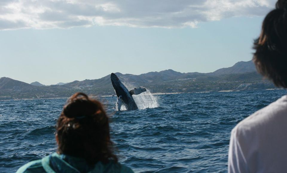 San Jose del Cabo Whale Watching - Getting to the marina: Callejon Pez Sierra 5 to Puerto Los Cabos