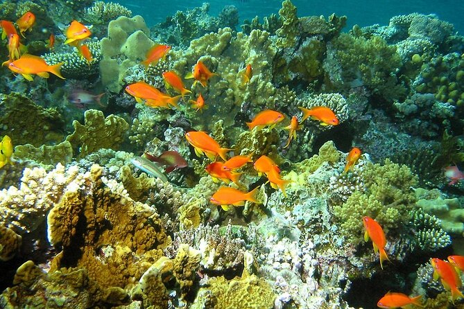 Santa Maria and Chileno Bay Snorkel Adventure Los Cabos - My Booking Checklist for a Smooth Day in Cabo