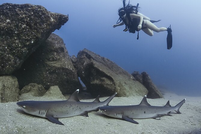 Scuba Diving - Price and Value: What $149 Gets You—and What You Should Budget