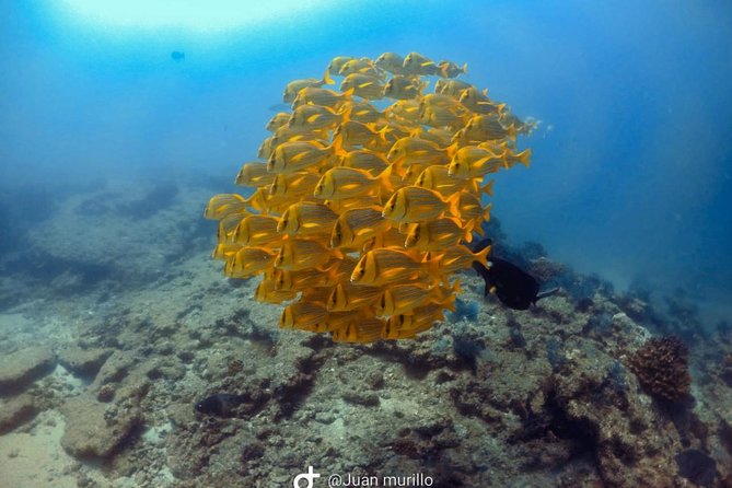 Scuba Diving adventure Cabo pulmo - Cabo Pulmo Marine Preserve: Why This Trip Works for a Half-Day