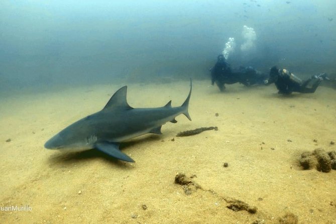 Scuba Diving adventure Cabo pulmo - Hotel Pickup and the 8:00 am Start: Less Hassle, More Water Time