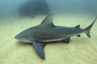 Scuba Diving adventure Cabo pulmo - Certified Guide Leadership and Ecosystem Commentary