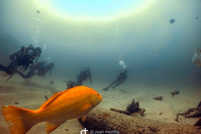 Scuba Diving adventure Cabo pulmo - Price and Value at $230 Per Person