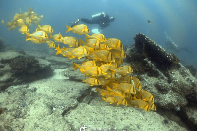 Scuba Diving adventure Cabo pulmo - Who This Cabo Pulmo Scuba Session Suits Best