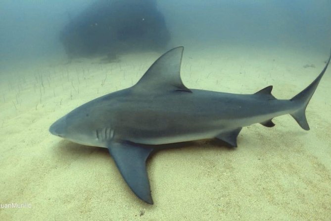 Scuba Diving adventure Cabo pulmo - Certified Guide Leadership and Ecosystem Commentary