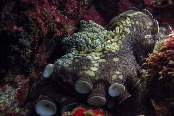 Scuba Diving - Underwater Highlights You Can Expect (and Why They’re Worth It)