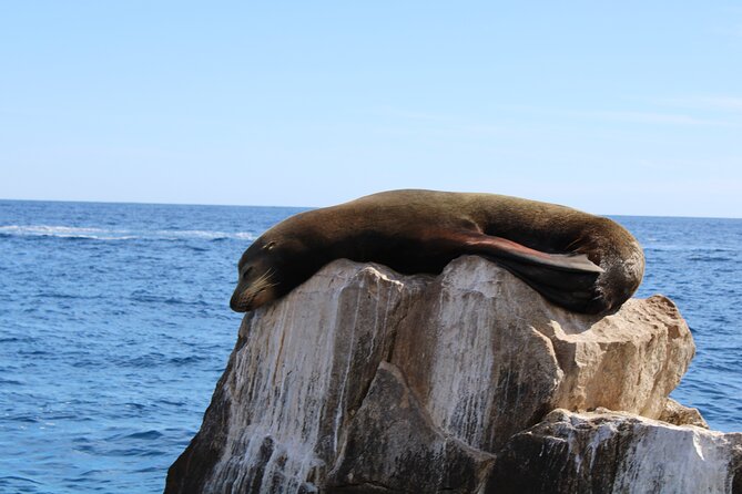 Shared Tour to the Arch of Cabo San Lucas - The value of a 1-hour Cabo Arch cruise