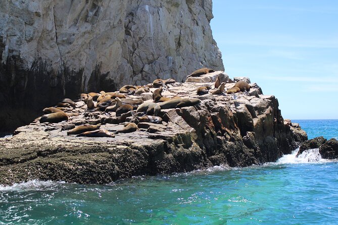Shared Tour to the Arch of Cabo San Lucas - Wildlife you can actually watch: fish, sea lions, and whales
