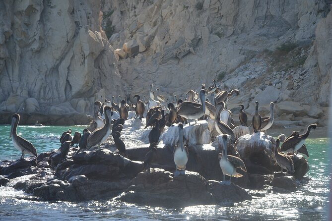 Shared Tour to the Arch of Cabo San Lucas - Guides and language: what English-speaking usually means here