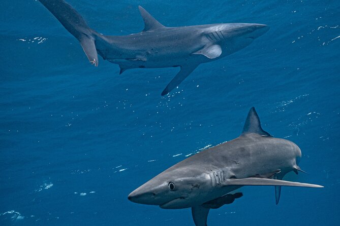 Shark Guided Diving Los Cabos - Key things I think you should know first
