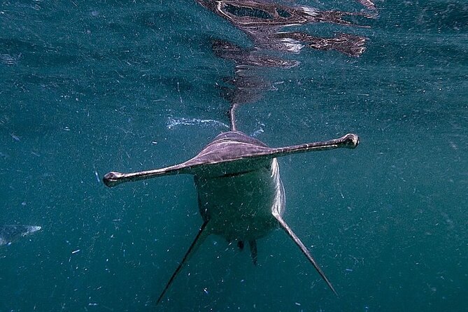 Shark Guided Diving Los Cabos - How the chumming creates a real shark encounter in Cabo