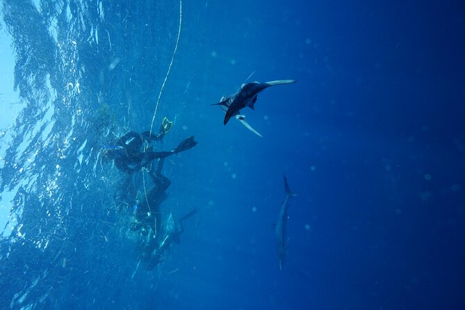 Shark Guided Diving Los Cabos - What happens during the 5 hours on the water