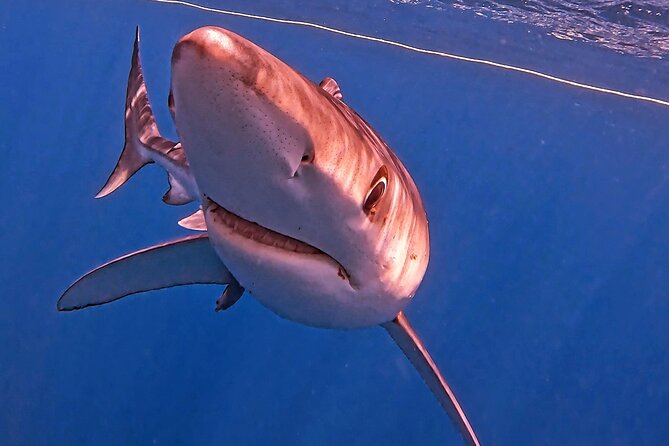 Shark Guided Diving Los Cabos - Price and value: is $209.46 worth it?