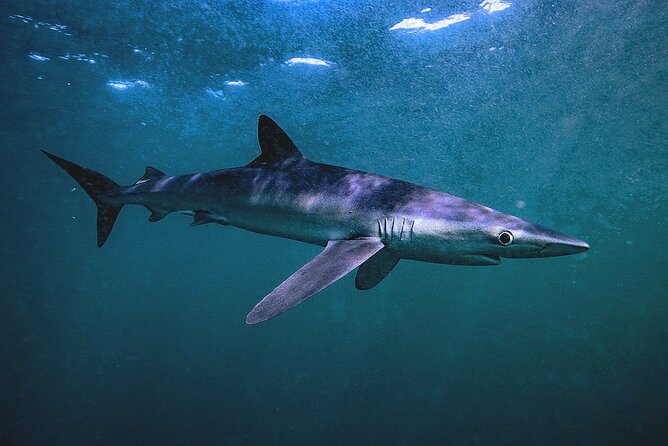 Shark Guided Diving Los Cabos - Who this tour fits best (and who should skip)