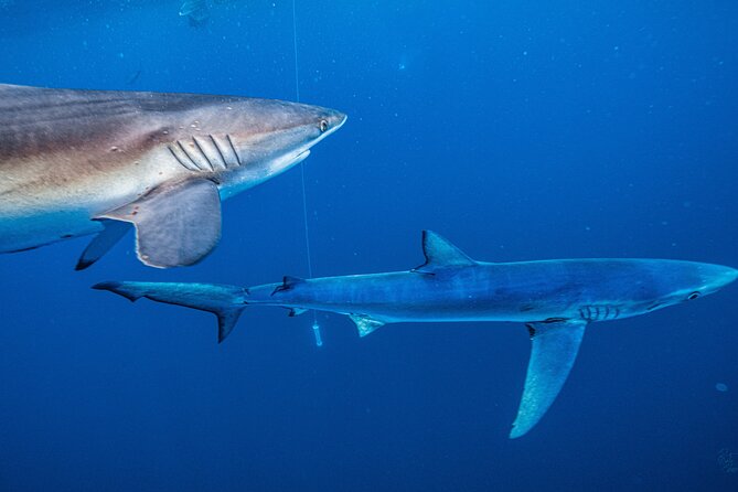 Shark Guided Diving Los Cabos - Weather reality in Los Cabos: plan for conditions