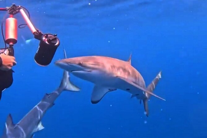 Shark Guided Diving Los Cabos - Should you book this Cabo shark encounter with Mako Sea Wildlife?