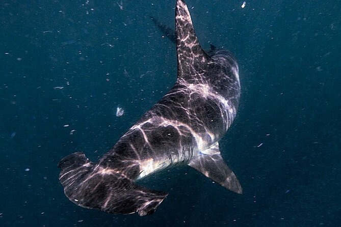 Shark Guided Diving Los Cabos - Meet-up at Finisterra Marina: start where the action is