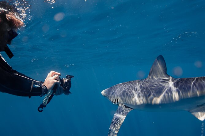 Shark Safari in San Jose del Cabo - Key highlights you’ll care about