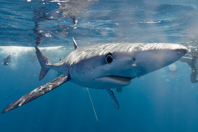 Shark Safari in San Jose del Cabo - Shark Safari in San José del Cabo: the real deal