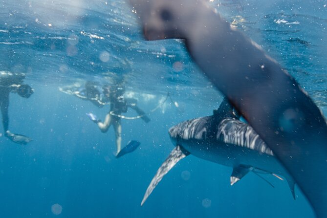 Shark Safari in San Jose del Cabo - Gear, briefings, and safety: where the quality shows