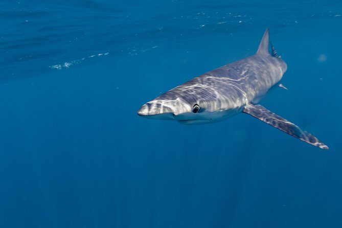 Shark Safari in San Jose del Cabo - Price and value: is $220 fair for what you get?