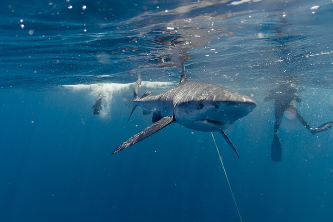 Shark Safari in San Jose del Cabo - Who this tour suits best (and who might want to rethink)