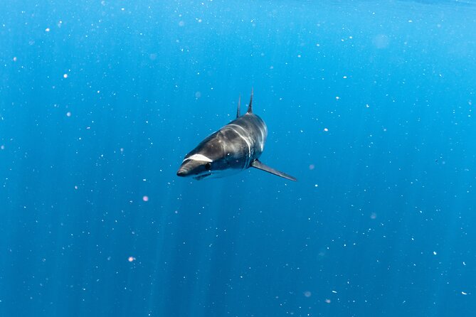 Shark Safari in San Jose del Cabo - Should you book Shark Safari with Dip Expeditions?
