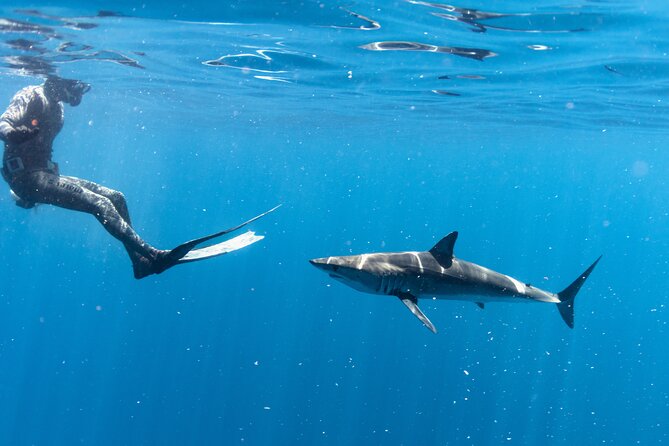 Shark Safari in San Jose del Cabo - The meeting point and the morning rhythm that keeps it smooth