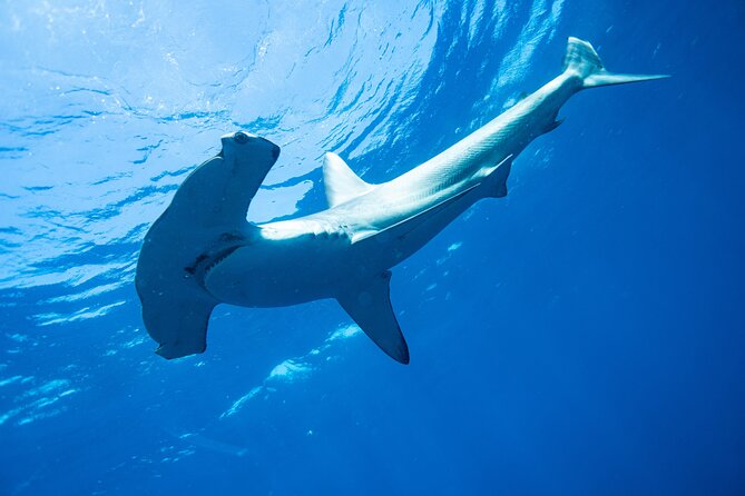 Shark Safari & Snorkel Adventure in Cabo San Lucas - Stop 1: El Arco de Cabo San Lucas (the view that makes the day feel real)