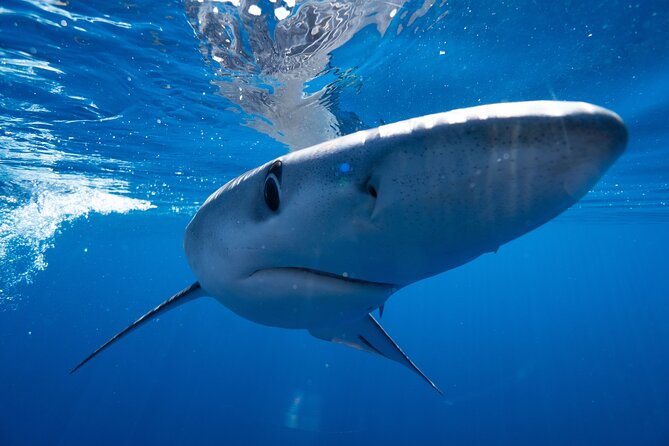Shark Safari & Snorkel Adventure in Cabo San Lucas - Value check: is $203.12 a fair price for Cabo’s shark encounter?